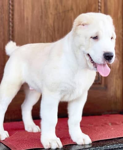 Central Asian Shepherd Importerd puppy available here