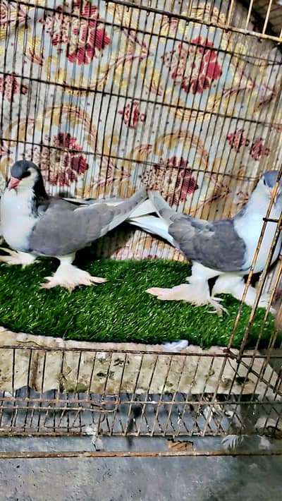 Lahori sherazi top quality