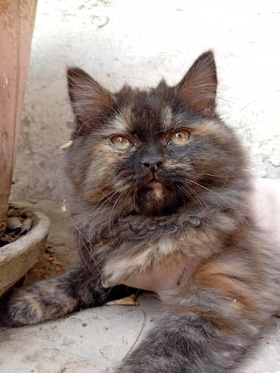 persian+mainecoon breed