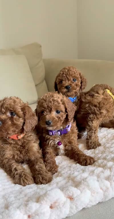 French toy poodle pedigree imported puppies available for sale