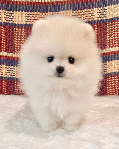 Pomeranian tea cup original