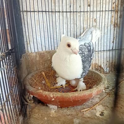 Sentinet Black Cherry Breeder male For Sale