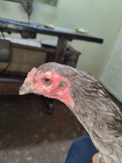 burmi/ viet/panus /pakoye/thai