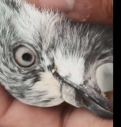 3 jorey guaranteed agar bachay na urayn pesay wapis Dunga