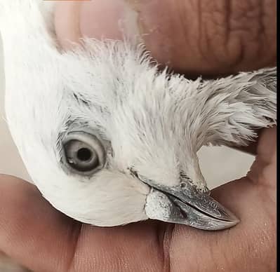 3 jorey guaranteed agar bachay na urayn pesay wapis Dunga