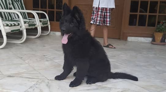 German shepherd black pedigree microchipped puppy available
