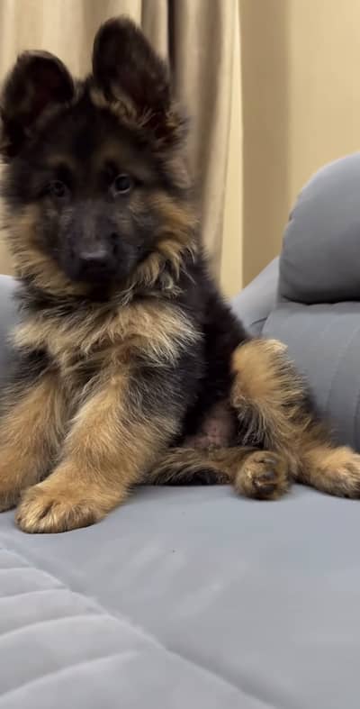 German shepherd pink pedigree microchipped puppies available