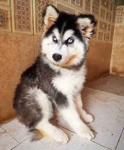 Siberian husky pedigree puppy available for sale