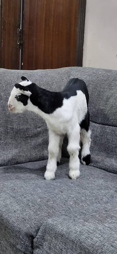 ABlack Teddy male Kiran (kanj) available