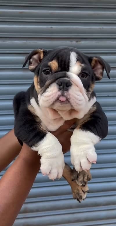 English bulldog imported pedigree puppy available here