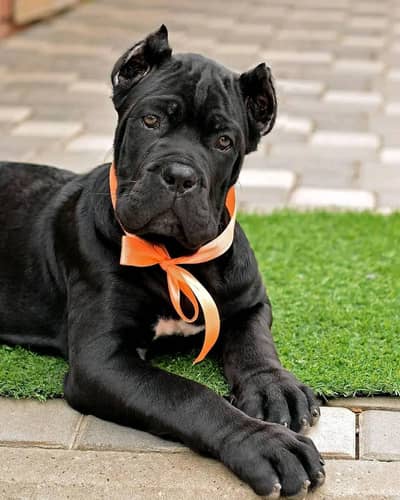 Cane corso imported pedigree puppy available for sale