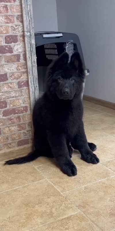 German shepherd black pure imported puppy available