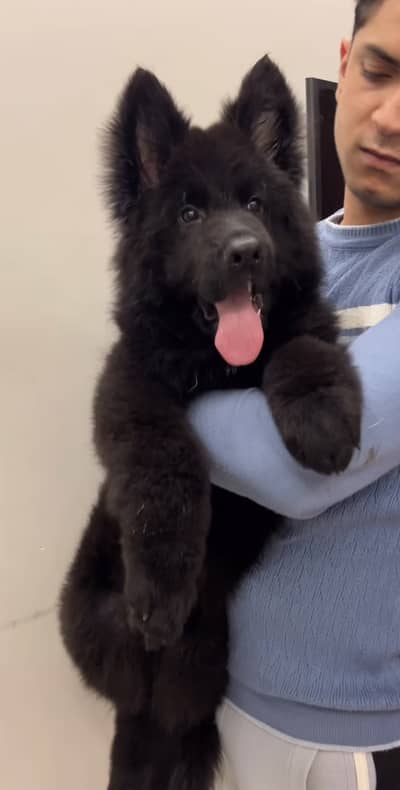 German shepherd black pedigree microchipped puppy available