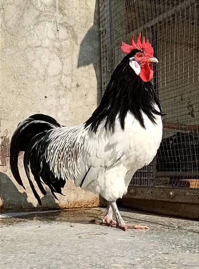 Lakenvelder Sussex Plymouth Ayam Cemani