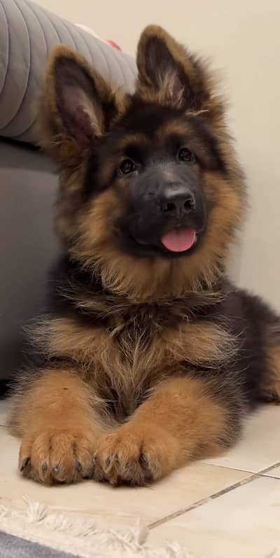 German shepherd pink pedigree microchipped puppies available