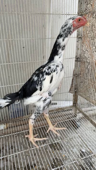 Aseel 6000 each demand - king O Shamo patha 20,000