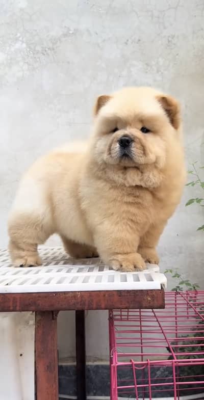 Chow chow show class imported puppies available for sale