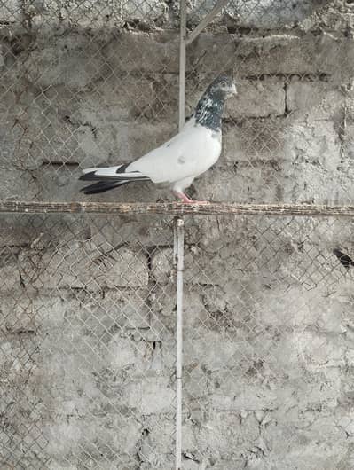 pigeons for sale