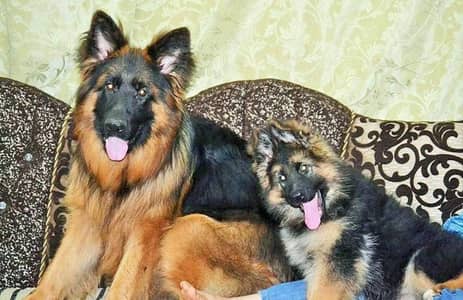 German shepherd imported pink pedigree microchipped male puppy