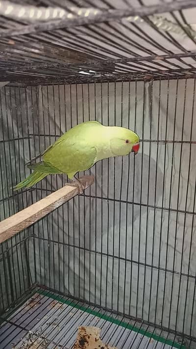 ring neck jangli Wild