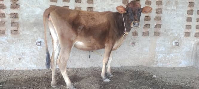 puer jersey 03017737409 whatsp