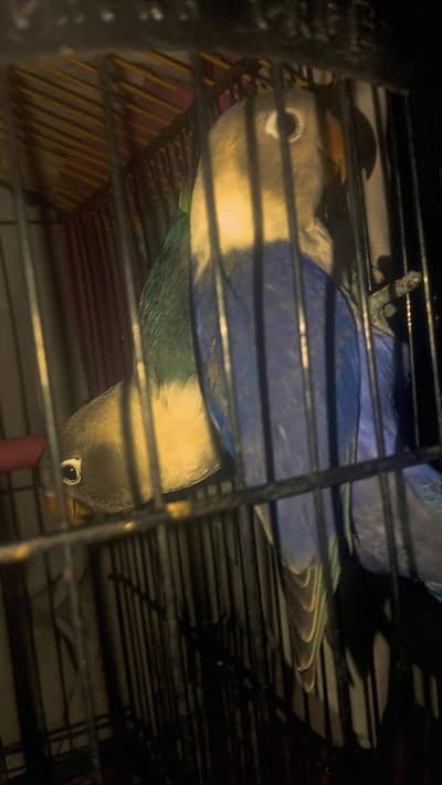 Talking ringneck lovebird budgies Australian beautiful parots for sale
