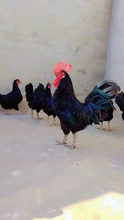 checks available and eggs