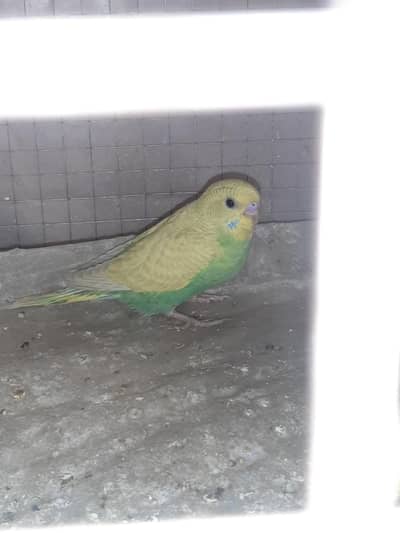 budgie pair for sale