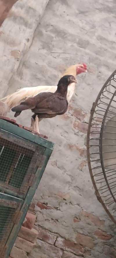 pure aseel breeder pair for sale