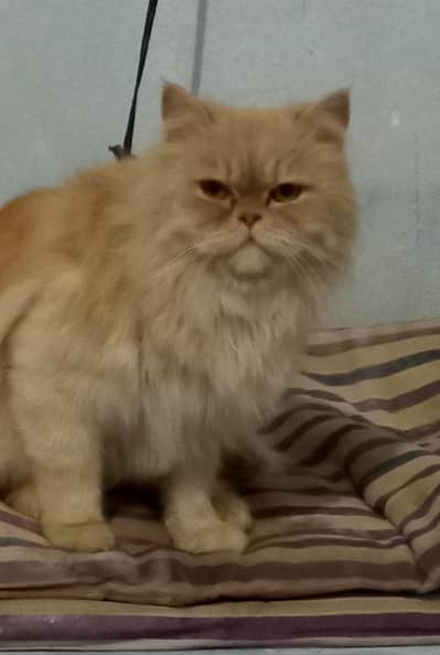 pure persian punch face