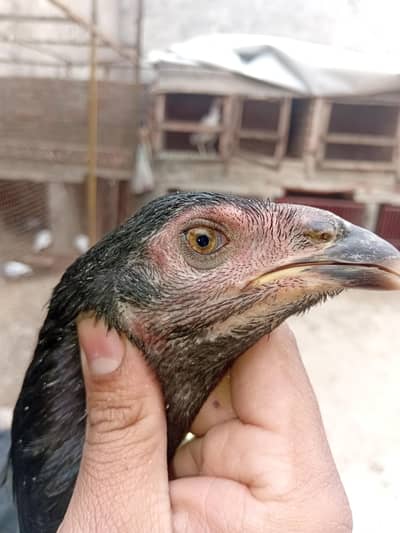 vatih phati long hight my ha