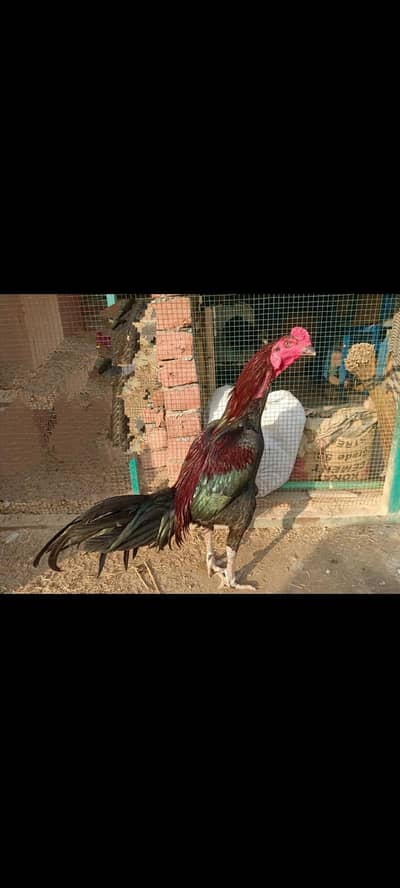 Thai / Qandhari Parrot beak / RIR / Fertile Eggs available