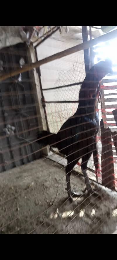 Thai Patha and Fertile Eggs for Sale.