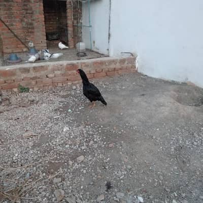 black hen