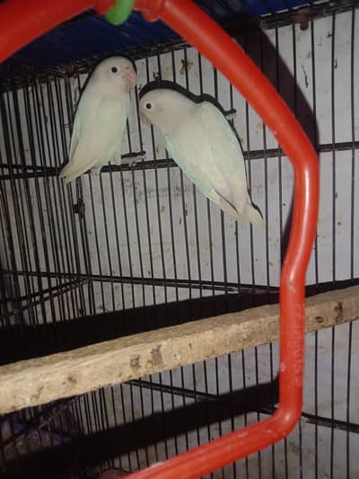 Love birds