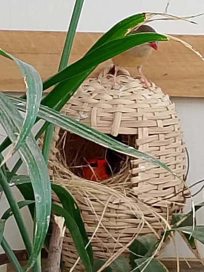 Breeder Starwberry Pair