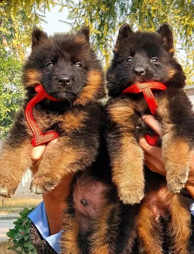 German Shepherd dog for sale 2 month age for sale