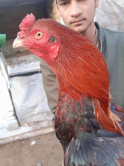 my home bareed lakha bird
