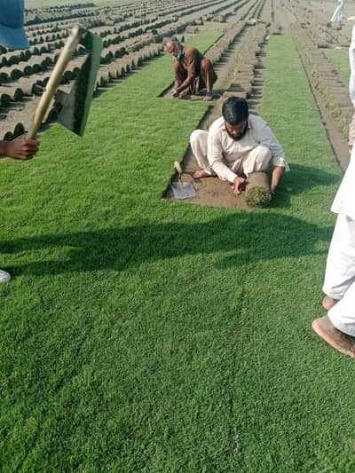 Korean grass and fine dhakka grass Landscape