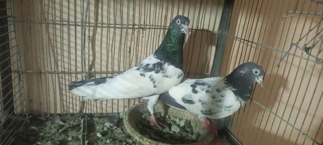 top quality low flayer