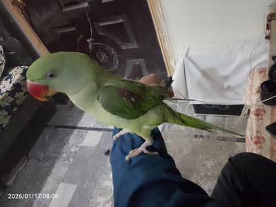 fully friendly parrot for sale 03054636833