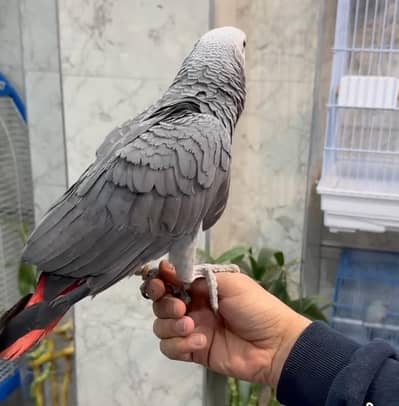 African grey parrot for sale 2.4 years age hand tam active haldi