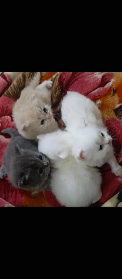 healthy kittens
