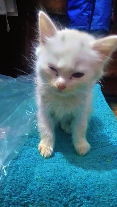 beautiful kitten unique color for sale phone number 03147670258
