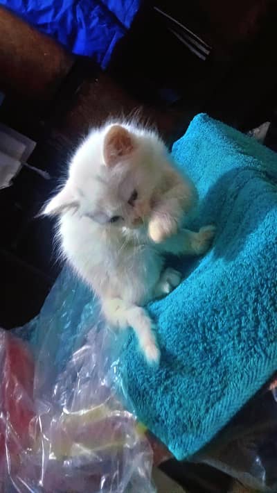 beautiful kitten unique color for sale phone number 03147670258