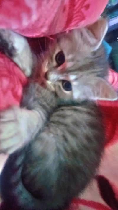 beautiful kitten unique color for sale phone number 03147670258