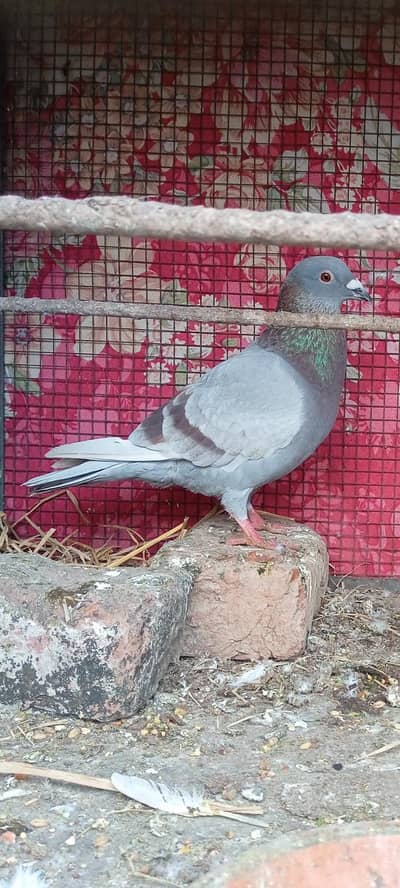 qasid pair avaipabel