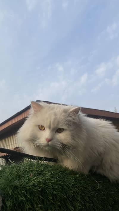 It is not clean due to winter but when you buy it we will clean that