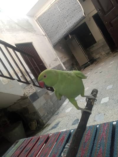 Indian ringnack female read  add