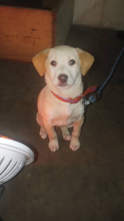 Labrador female age 2.5 month